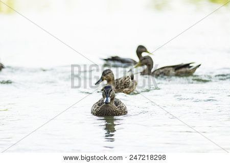 Ducks On The River