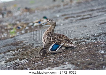 Mother Duck On The River With Little Ducklings Under Her Body
