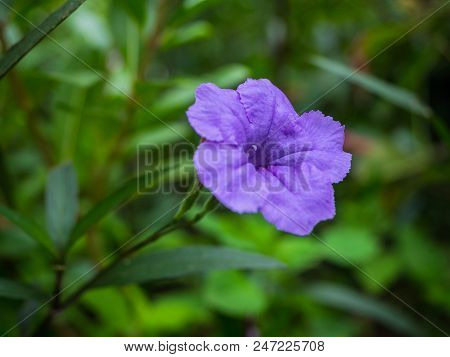 A Purple Flower In The Garden, Waterkanon