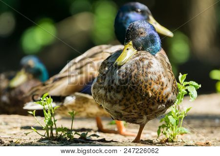Close-up Of A Beautiful Male Mallard Duck Who Is Looking To The Camera And Stands On One Leg.
View T