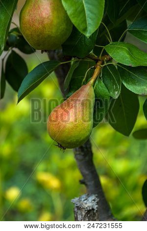 Growing Pears On A Branch.pears On Tree In Fruit Garden.group Of Ripe Healthy Yellow And Green Pears