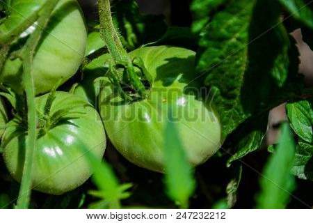 Green Tomatoes. Agriculture Concept. Closeup Group Of Green Tomatoes Growing In Greenhouse. Green To