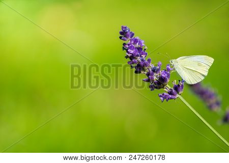 Close-up Of A Beautiful Yellow Buttefly Who Sits On A Purple Lavender Flower.
View To A Beautiful Ca