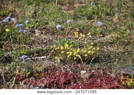 Low Angle View From The Unesco World Heritage Site, Great Plain Alvar At The Swedish Island Oland