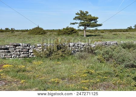 View From The Unique Landscape, Great Alvar Plain, At The Swedish Island Oland