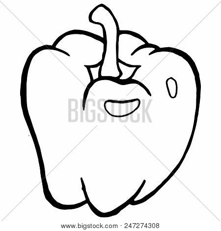 Pepper. Bell Pepper. Vector Illustration Of A Sweet Pepper. Hand Drawn Bell Pepper. Sketch Paprika.