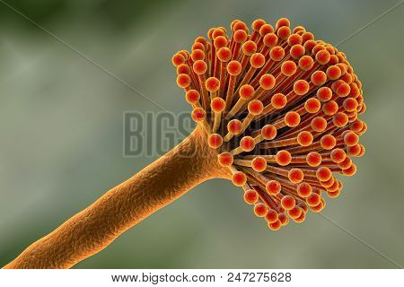 Fungi Aspergillus, Black Mold Which Produce Aflatoxins And Cause Pulmonary Infection Aspergillosis, 