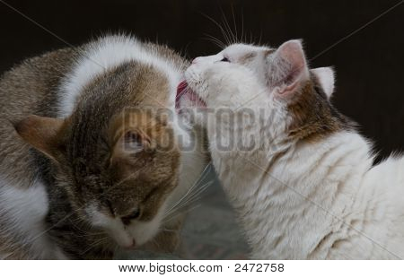 The Cat'S Tenderness