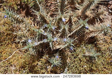 Blepharis Ciliaris Flowers In Full Blossom Of Flowers