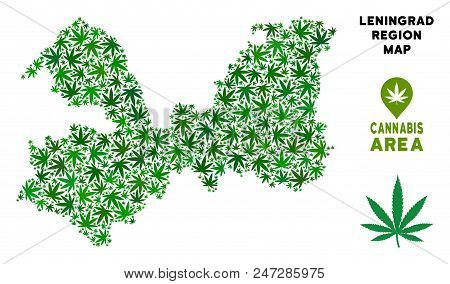 Weed Leningrad Oblast Map Collage Of Marijuana Leaves. Narcotic Distribution Concept. Vector Leningr