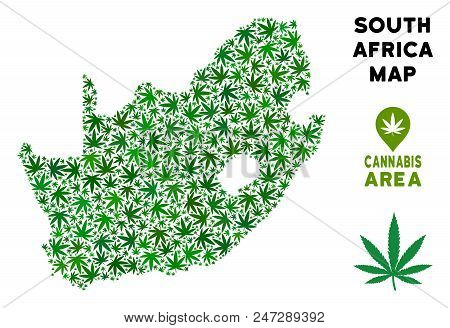 Weed South African Republic Map Composition Of Marijuana Leaves. Narcotic Distribution Template. Vec