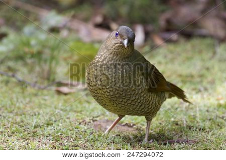 Female Satin Bowerbird On The Grass (ptilonorhynchus Violaceus)