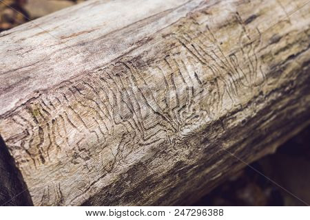 Bark Beetle Gallery Engraving On Wood. Damage To Wood From Insects