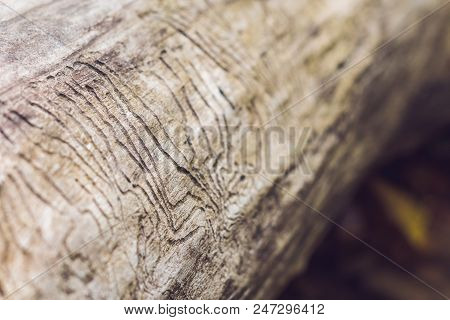Bark Beetle Gallery Engraving On Wood. Damage To Wood From Insects