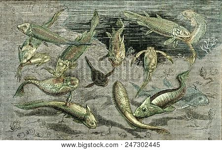 The struggle for existence in Devonian times, vintage engraved illustration. From Natural Creation and Living Beings.