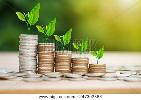 Tree Growing On Coins Stack With Sun Ray For Saving Money Concept