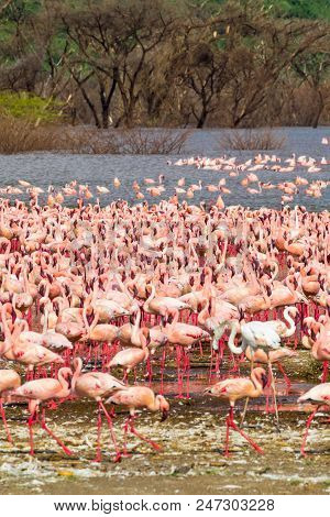 A Large Pink Flock On Lake Baringo. Kenya, Africa