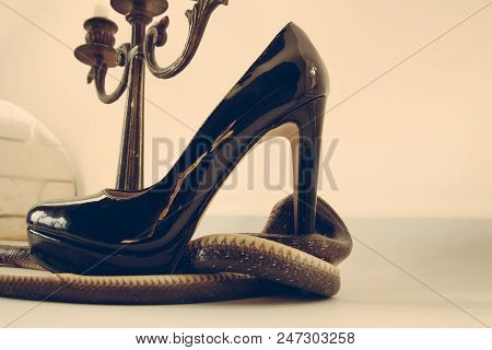 This Shoe Is In Trouble. Snake Guard Fashion Shoe At Candelabra. Snake Wrapped Around High Heel Shoe