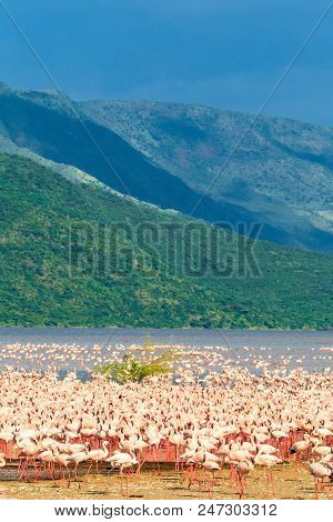 Panorama With A Flock Of Pink Flamingos On The Shore Of Lake Baringo. Kenya, Africa