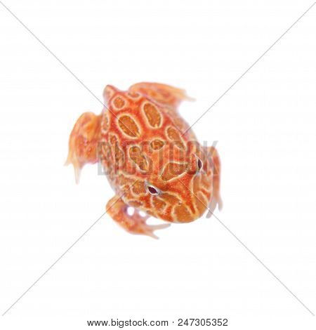 The Chachoan Horned Frog, Ceratophrys Cranwelli, Isolated On White Background