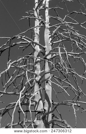 Dead Ponderosa Pine Tree, Santa Rita Mountains, Arizona