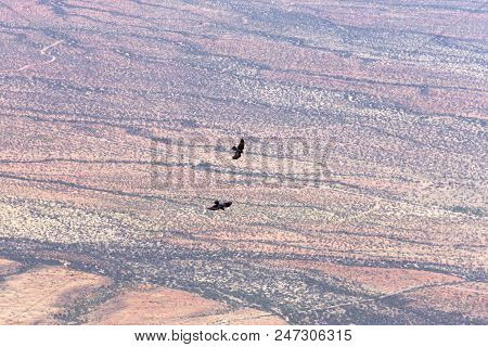 Two Ravens At Play Above The Sonoran Desert