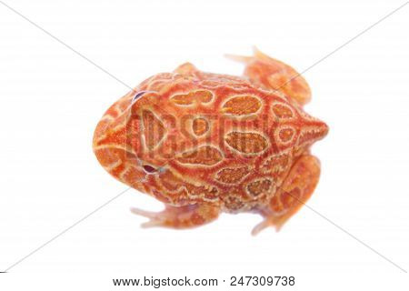 The Chachoan Horned Frog, Ceratophrys Cranwelli, Isolated On White Background