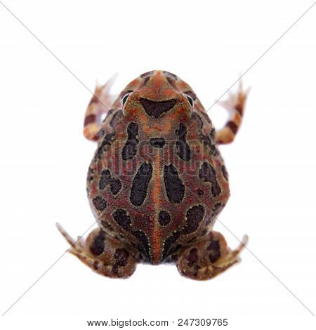 The Chachoan Horned Frog, Ceratophrys Cranwelli, Isolated On White Background