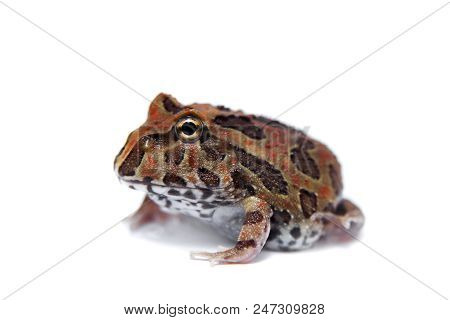 The Chachoan Horned Frog, Ceratophrys Cranwelli, Isolated On White Background