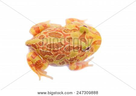 The Chachoan Horned Frog, Ceratophrys Cranwelli, Isolated On White Background
