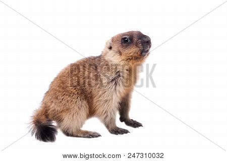 The Bobak Marmot Cub Isolated On White, Marmota Bobak, Or Steppe Marmot