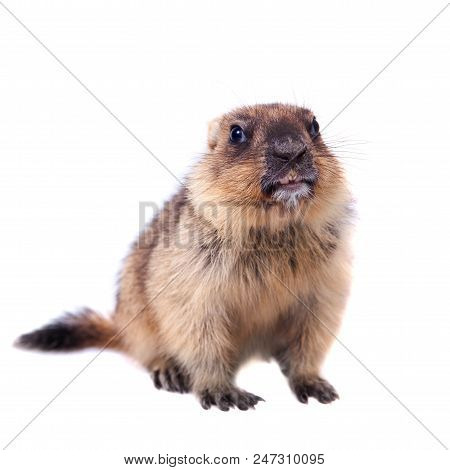 The Bobak Marmot Cub Isolated On White, Marmota Bobak, Or Steppe Marmot