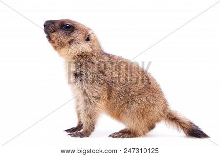 The Bobak Marmot Cub Isolated On White, Marmota Bobak, Or Steppe Marmot