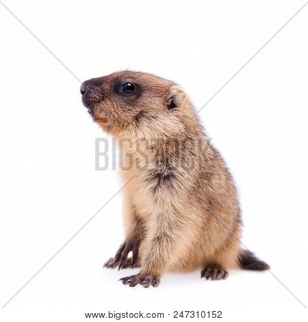 The Bobak Marmot Cub Isolated On White, Marmota Bobak, Or Steppe Marmot