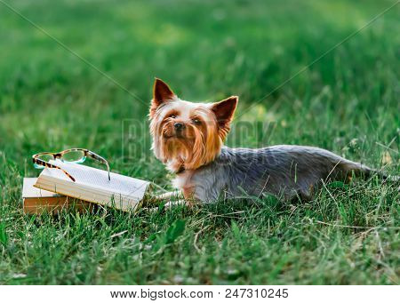 Cute Pet Yorkshire Terrier Lying Outside On Green Grass Next To An Open Book And Glasses. Dog Readin
