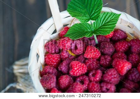 Fresh Juicy Raspberry Bright Saturated Color Collected In A Basket In The Garden