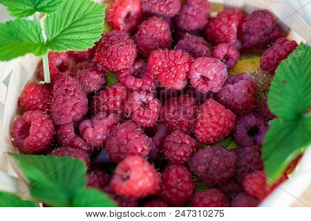 Fresh Juicy Raspberry Bright Saturated Color Collected In A Basket In The Garden