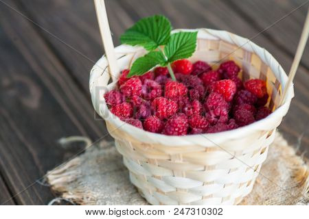 Fresh Juicy Raspberry Bright Saturated Color Collected In A Basket In The Garden