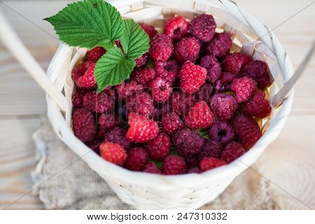 Fresh Juicy Raspberry Bright Saturated Color Collected In A Basket In The Garden