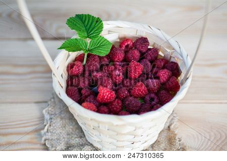 Fresh Juicy Raspberry Bright Saturated Color Collected In A Basket In The Garden