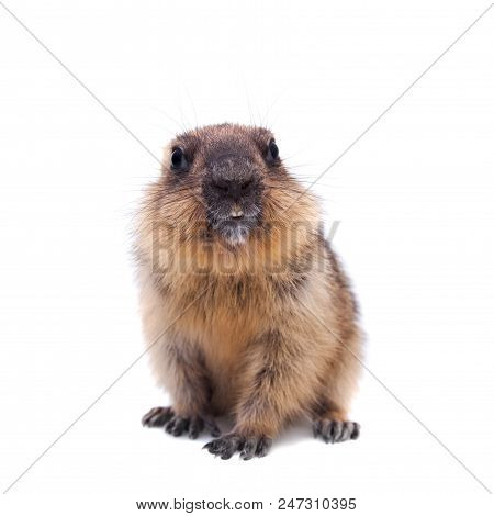 The Bobak Marmot Cub Isolated On White, Marmota Bobak, Or Steppe Marmot