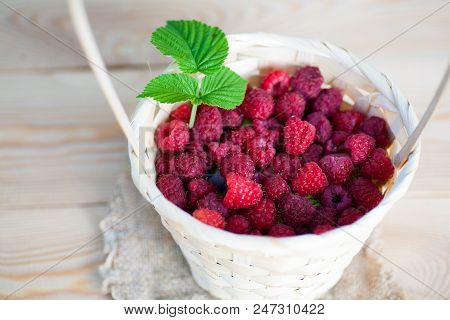 Fresh Juicy Raspberry Bright Saturated Color Collected In A Basket In The Garden