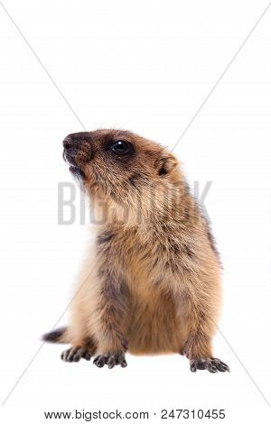 The Bobak Marmot Cub Isolated On White, Marmota Bobak, Or Steppe Marmot