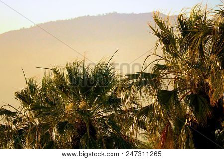 Palm Trees With The San Gabriel Mountains Beyond During Sunset Taken In Ontario, Ca