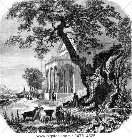 The Platane of Trons, vintage engraved illustration. Magasin Pittoresque 1858.