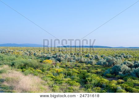 เต่าทะเลทรายสูง Scrubland แบนนิวเม็กซิโก
