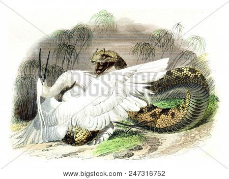 The ceraste, vintage engraved illustration. Natural History from Lacepede.