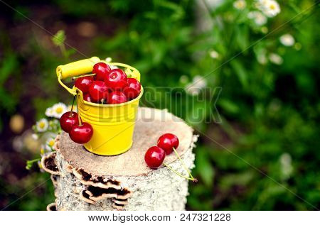 Red Ripe Cherry On A Background