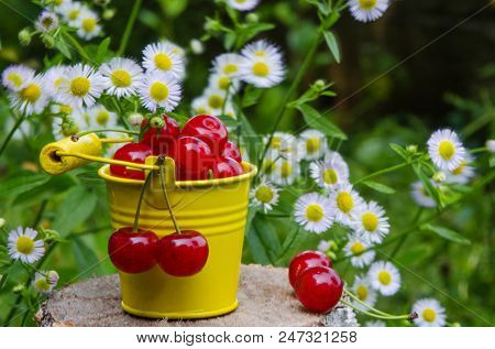 Red Ripe Cherry On A Background