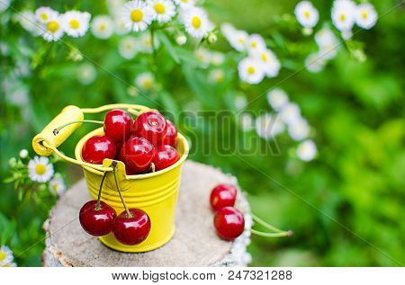 Red Ripe Cherry On A Background